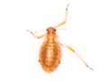 Cinara piceicola